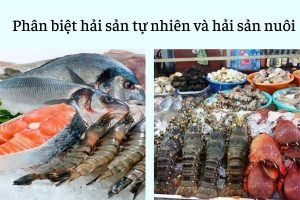phân biệt hải sản tươi và hải sản nuôi